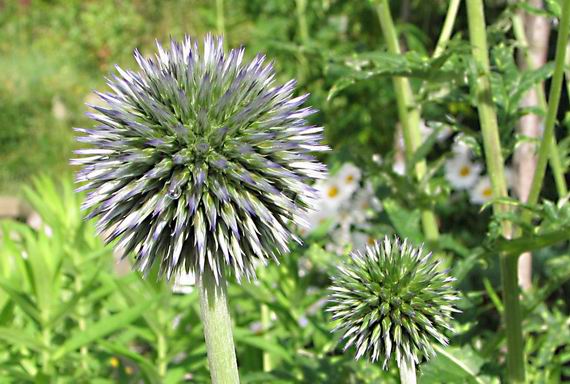 ježibaba guľatohlavá Echinops sphaerocephalus L.