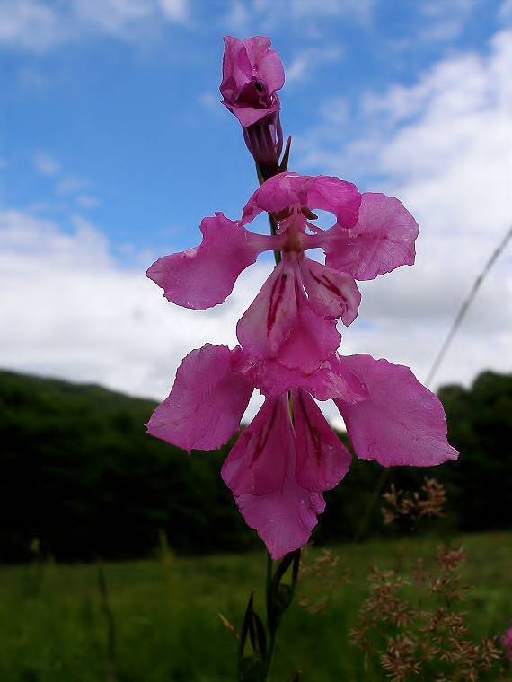 mečík strechovitý Gladiolus imbricatus L.