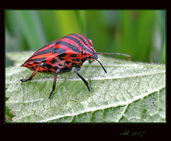 bzdocha pásavá Graphosoma italicum