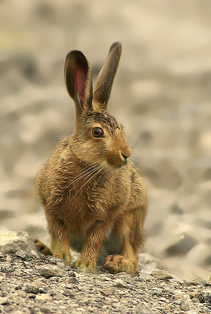 zajac poľný Lepus europaeus