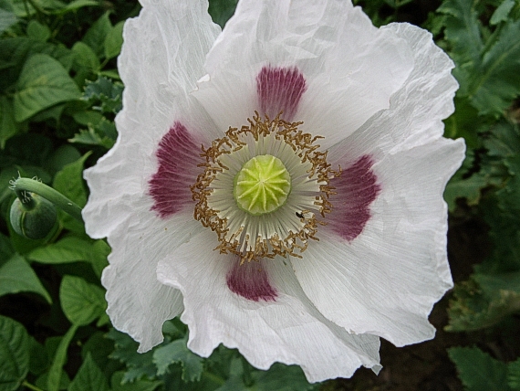 mak siaty Papaver somniferum L.