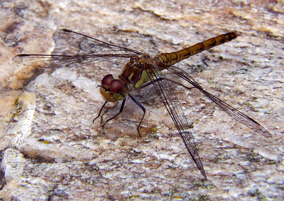 vážka (Sympetrum sanguineum) ???