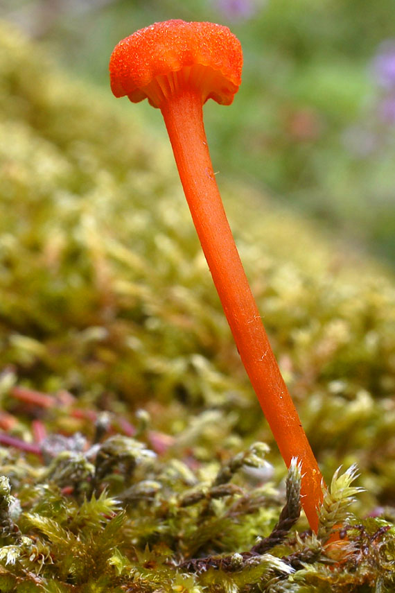 lúčnica krvavá? Hygrocybe miniata?