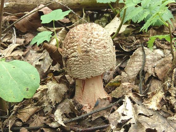 muchomůrka růžovka - Muchotrávka červenkastá Amanita rubescens var. rubescens Pers. 1797