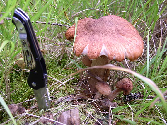 podpňovka tmavá Armillaria ostoyae (Romagn.) Herink