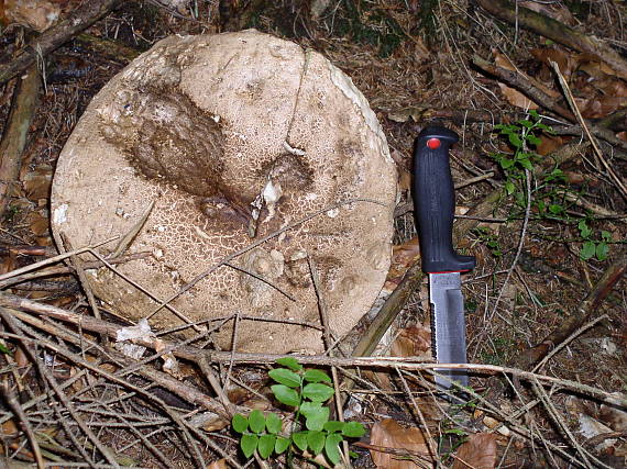 hríb červený ? Boletus calopus ?