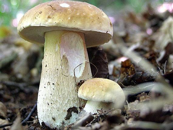 hríb smrekový Boletus edulis Bull.