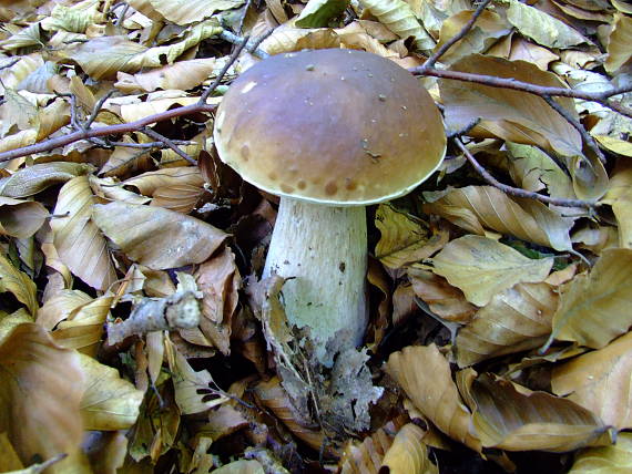 hríb smrekový Boletus reticulatus Schaeff.