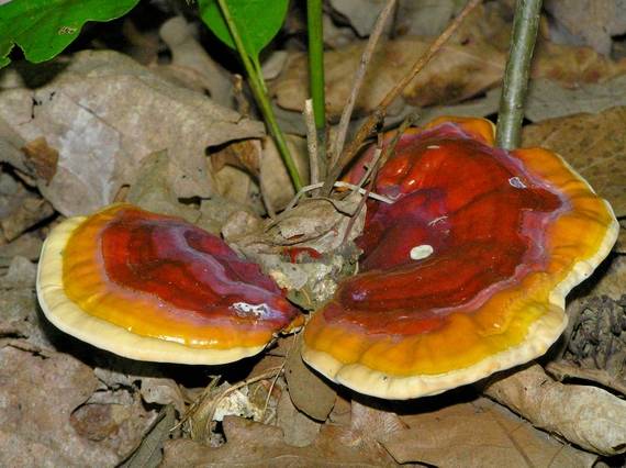 lesklokôrovka obyčajná Ganoderma lucidum (Curtis) P. Karst.