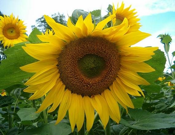 slnečnica Helianthus annuus L.