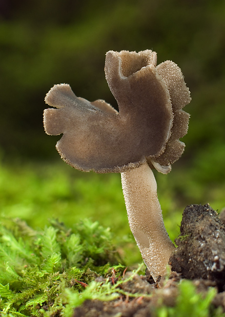 chriapač Helvella sp.