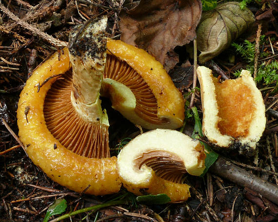 rýdzik rapavý Lactarius scrobiculatus (Scop.) Fr.