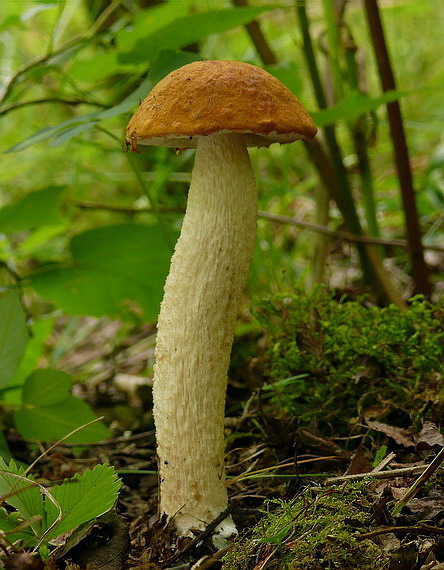 kozák osikový Leccinum albostipitatum den Bakker & Noordel.