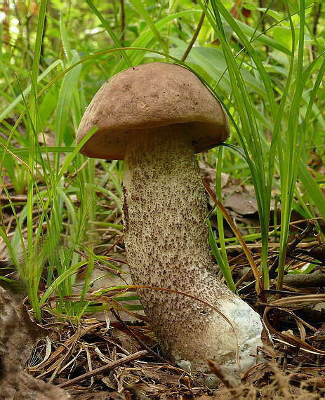 kozák hrabový Leccinum pseudoscabrum (Kallenb.) Šutara