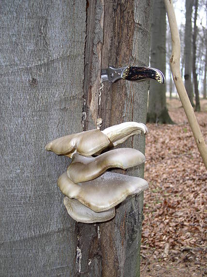 hliva buková Pleurotus pulmonarius (Fr.) Quél.