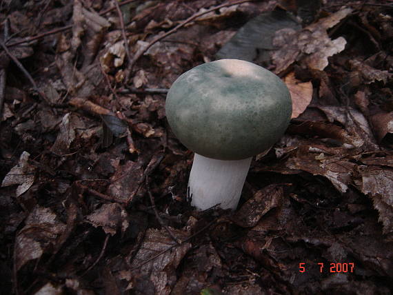 plávka zelenkastá Russula virescens (Schaeff.) Fr.