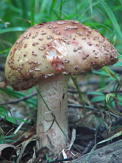 muchotrávka červenkastá Amanita rubescens Pers.