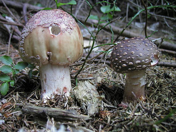 muchotrávka červenkastá Amanita rubescens Pers.