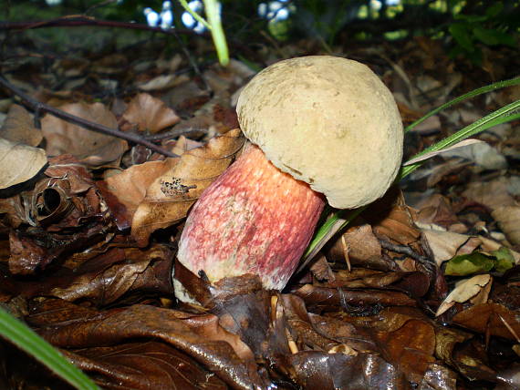 hřib kříšť , Hríb červený Boletus capolus