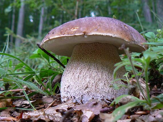 hríb smrekový Boletus edulis Bull.