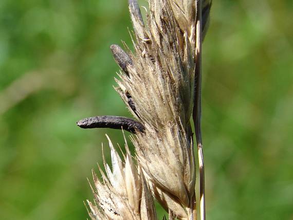 kyjanička purpurová Claviceps purpurea (Fr.) Tul.