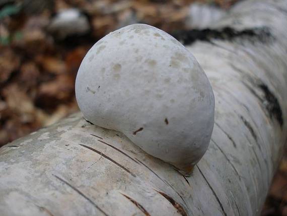 brezovník obyčajný Fomitopsis betulina (Bull.) B.K. Cui, M.L. Han & Y.C. Dai