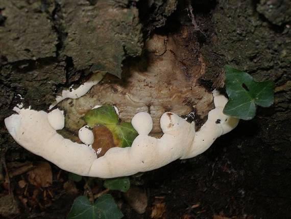 huby na dreve Ganoderma applanatum (Pers.) Pat.