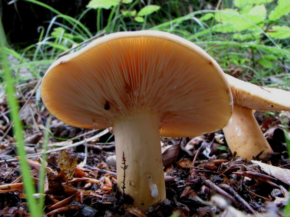 rýdzik Lactarius sp.