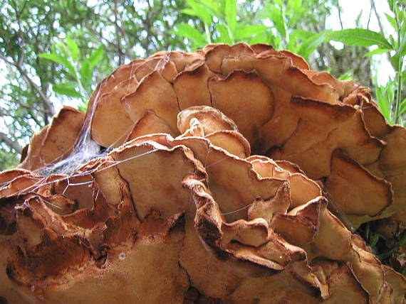 sírovec obyčajný? Laetiporus sulphureus?