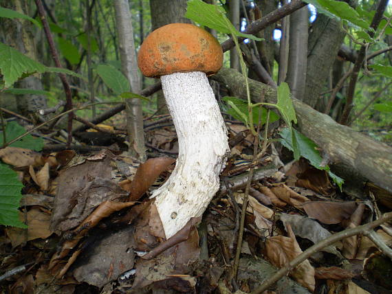 křemenáč osikový , Kozák osikový Leccinum albostipitatum den Bakker & Noordel.