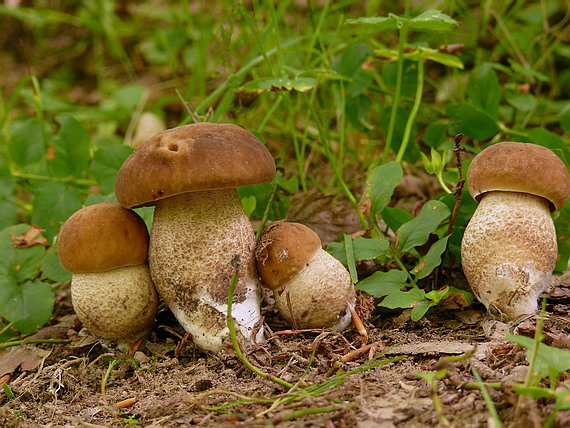 kozák hrabový Leccinum pseudoscabrum (Kallenb.) Šutara