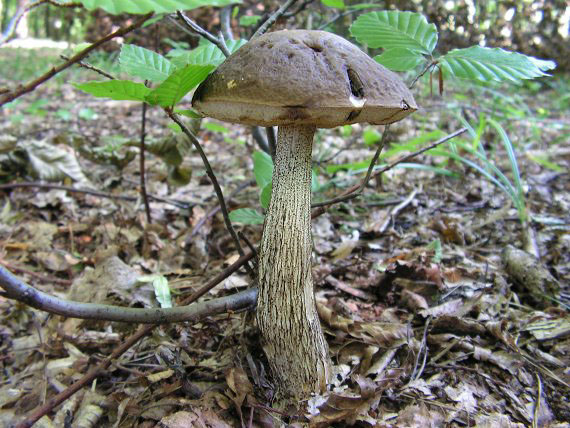 kozák hrabový Leccinum pseudoscabrum (Kallenb.) Šutara