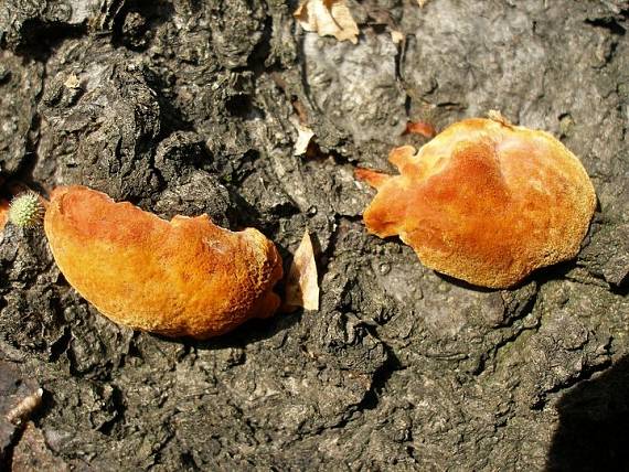 huby na dreve Phellinus robustus (P.Karst.) Bourd et Galz.