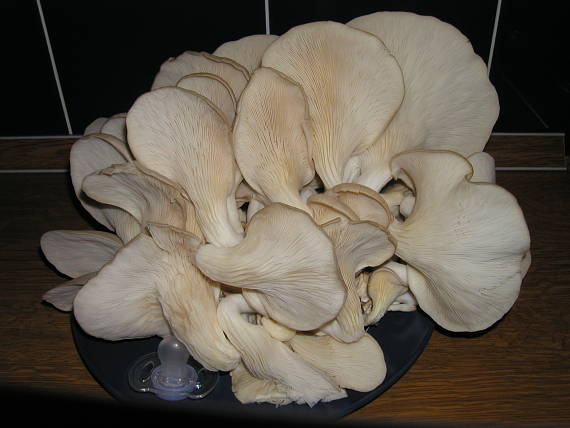 hliva ustricovitá Pleurotus ostreatus (Jacq.) P. Kumm.