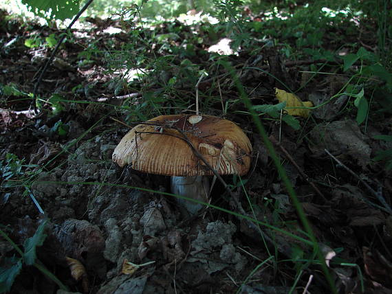 plávka žltohnedá Russula subfoetens W.G. Sm.