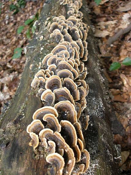 huby na dreve Trametes versicolor (L.) Lloyd