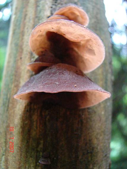 uchovec bazový Auricularia auricula-judae (Bull.) Quél.