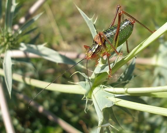 kobylka zúbkatá - samček Barbitistes serricauda