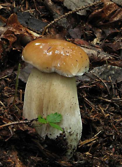 hríb smrekový Boletus edulis Bull.