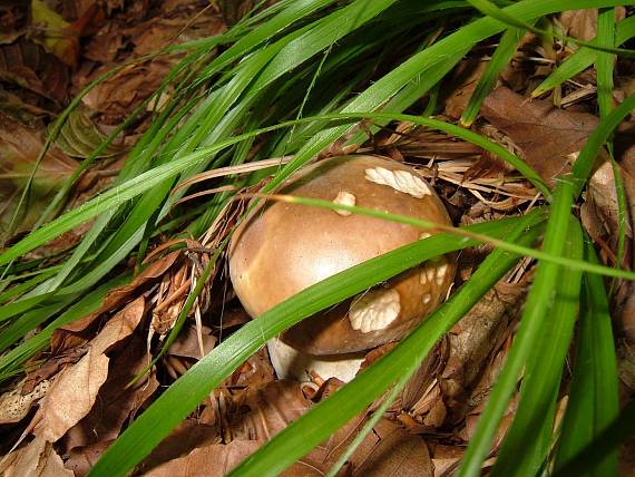 dubák Boletus reticulatus Schaeff.