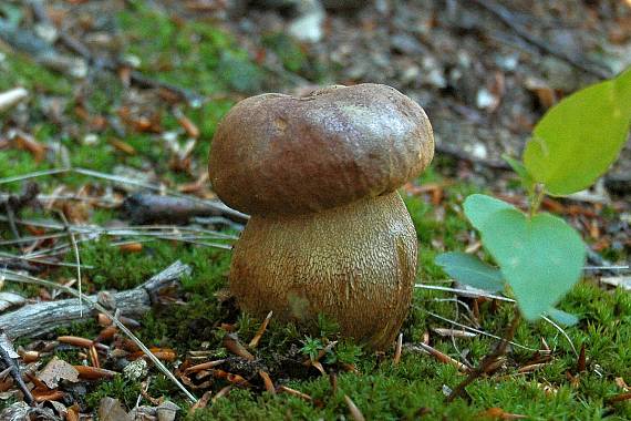 hríb dubový Boletus reticulatus Schaeff.