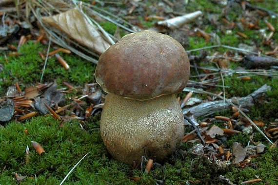 hríb dubový Boletus reticulatus Schaeff.