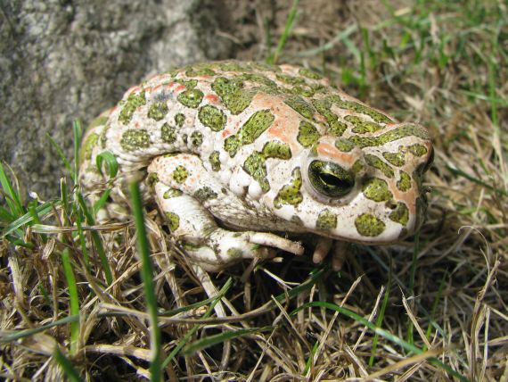 ropucha zelená Bufo viridis