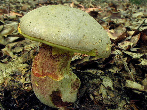 hríb striebristý Butyriboletus fechtneri (Velen.) D. Arora & J.L. Frank