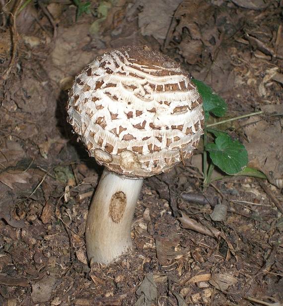 bedľa červenejúca Chlorophyllum rachodes (Vittad.) Vellinga