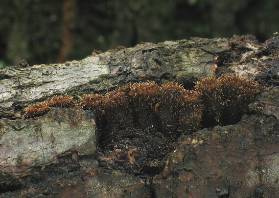 čiaškovec pásikavý Cyathus striatus (Huds.) Willd.