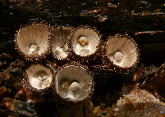 čiaškovec pásikavý Cyathus striatus (Huds.) Willd.