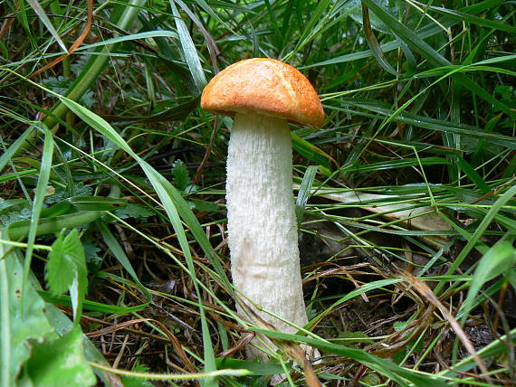 kozák osikový Leccinum albostipitatum den Bakker & Noordel.