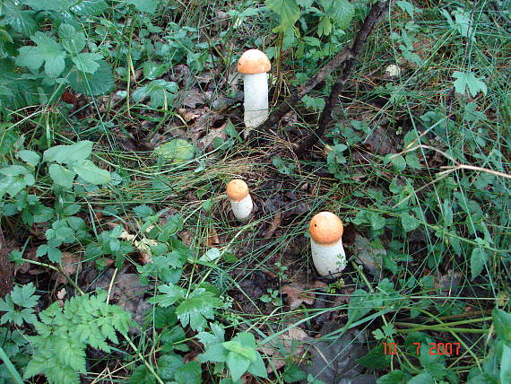 kozák osikový Leccinum albostipitatum den Bakker & Noordel.