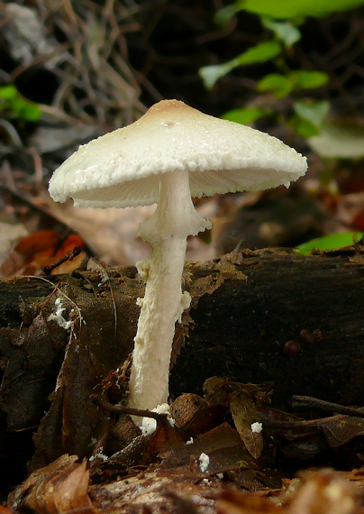 bedlička vlnatá Lepiota clypeolaria (Bull.) P. Kumm.